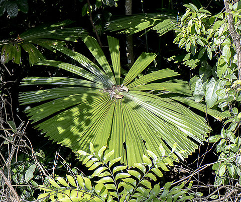 Fan Palm  Australia,Australian fan palm,Fall,Geotagged,Licuala ramsayi