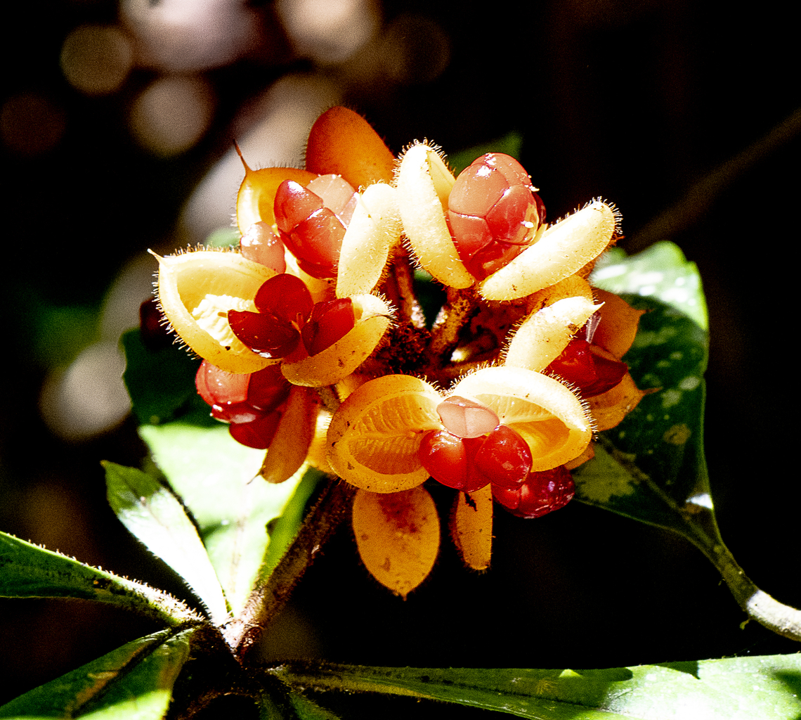 Striking - Hairy Red Pittosporum - Pittosporum rubiginosum  Australia,Fall,Geotagged,Hairy Red Pittosporum,Pittosporum rubiginosum