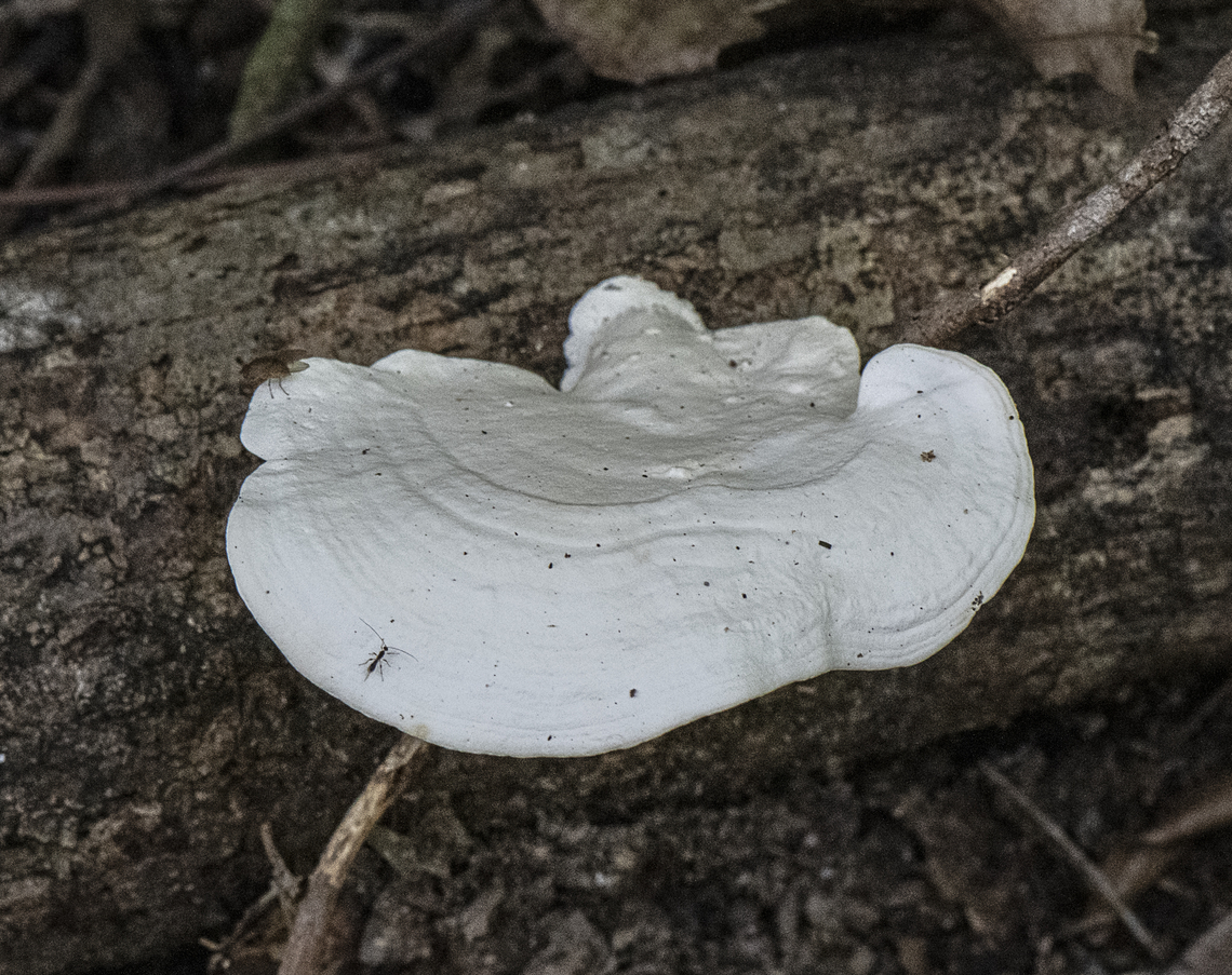 Bio luminescent bracket fungi These were actually placed to assist local first nation&#039;s people  Gugu Yalanji to find their way home Australia,Fall,Geotagged