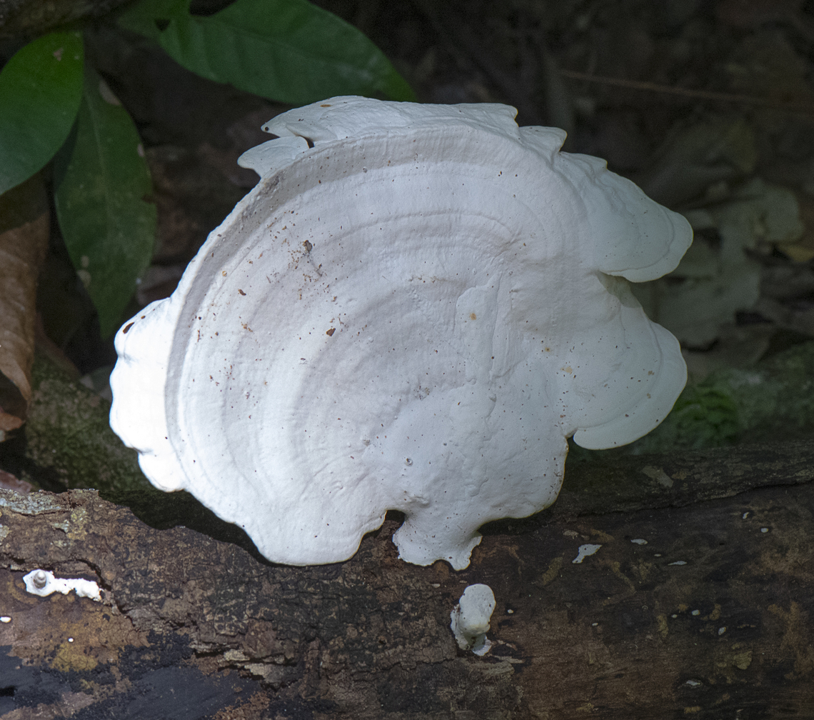 Bio luminescent fungi  Australia,Fall,Geotagged