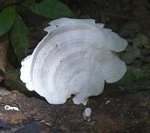 Bio luminescent fungi  Australia,Fall,Geotagged