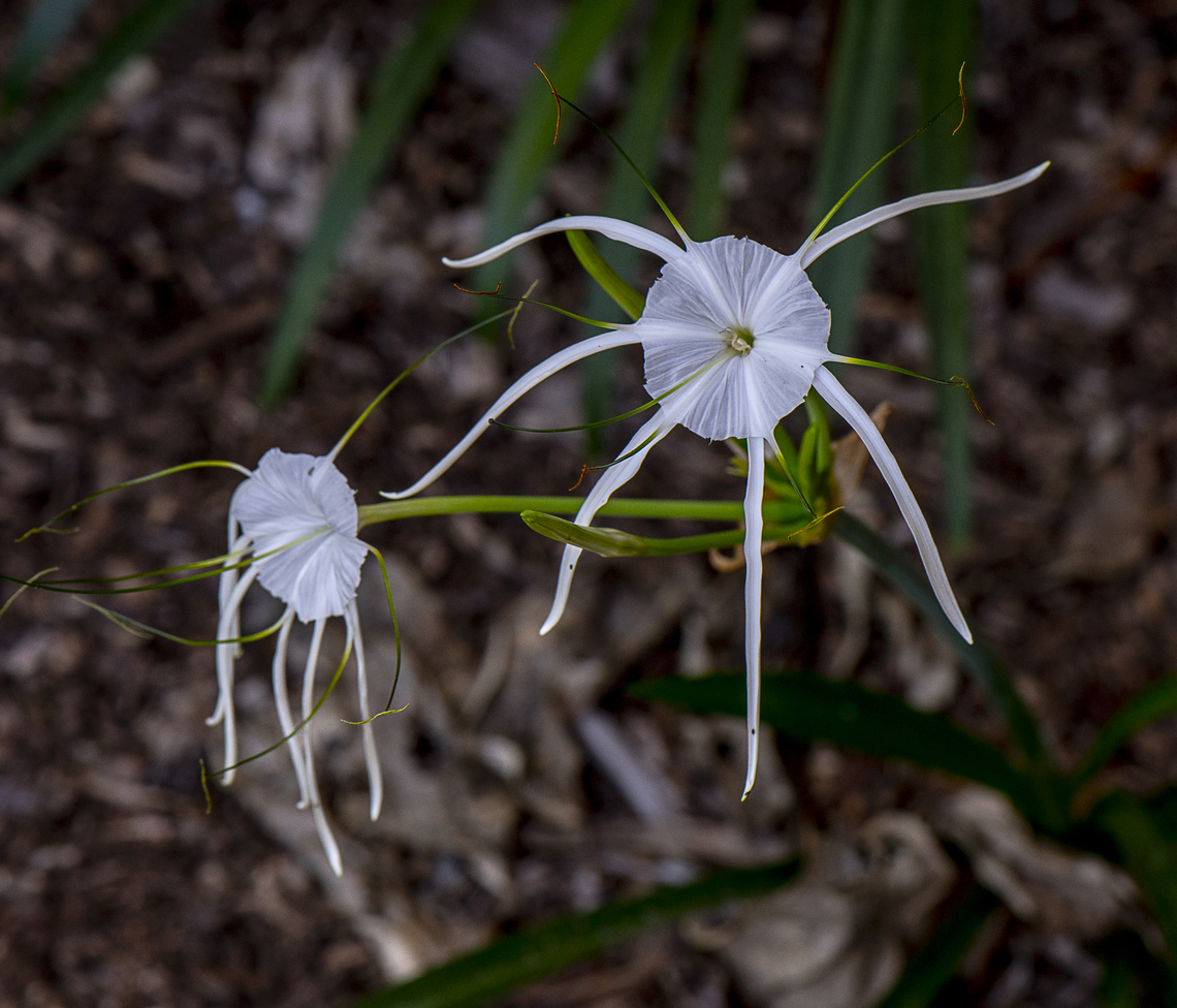 Beach Spider Lily  Australia,Beach Spider Lily,Cleome hassleriana,Fall,Geotagged,Hymenocallis littoralis,Spider Flower