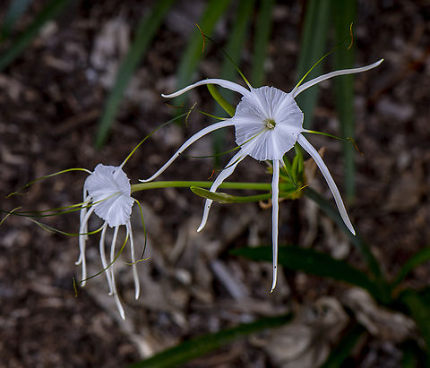 Beach Spider Lily  Australia,Beach Spider Lily,Cleome hassleriana,Fall,Geotagged,Hymenocallis littoralis,Spider Flower