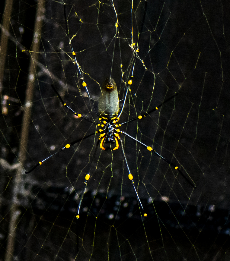 Giant Golden Orb Spider  Australia,Fall,Geotagged,Nephila pelipes,Nephila pilipes