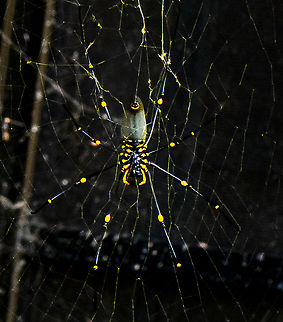 Giant Golden Orb Spider  Australia,Fall,Geotagged,Nephila pelipes,Nephila pilipes