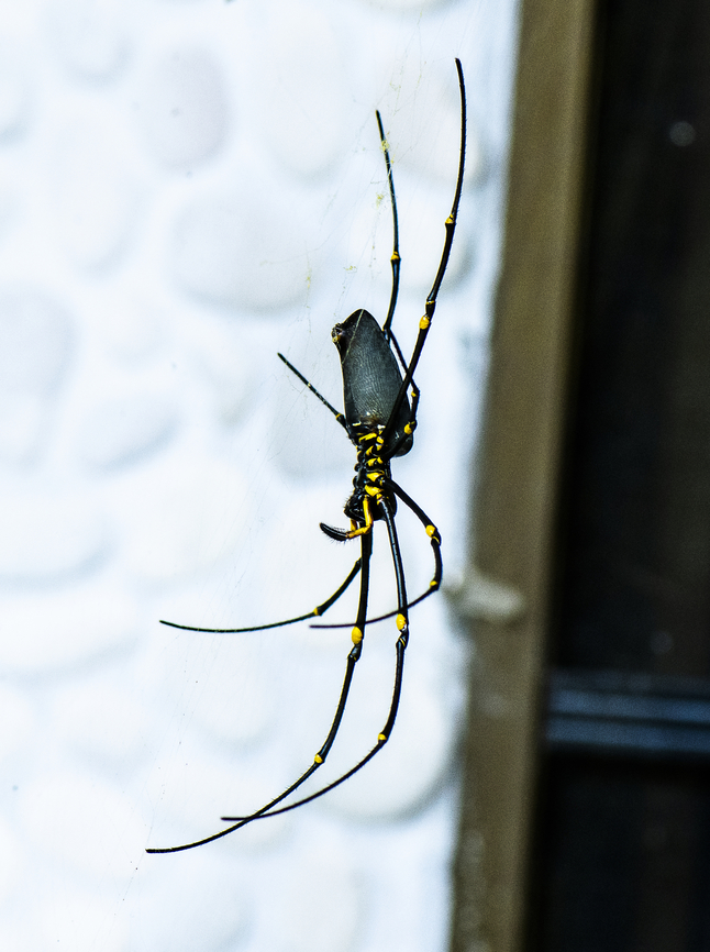 Nephila pilipes  Australia,Fall,Geotagged,Nephila pelipes,Nephila pilipes