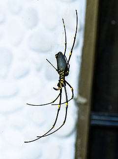Nephila pilipes  Australia,Fall,Geotagged,Nephila pelipes,Nephila pilipes