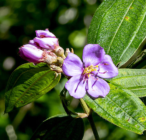 Native Lasiandra  Australia,Fall,Geotagged,Malabar melastome,Melastoma affine,Melastoma malabathricum