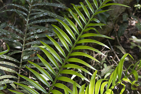 Bowenia serrulata - an ancient cycad  Australia,Bowenia serrulata,Byfield fern,Fall,Geotagged
