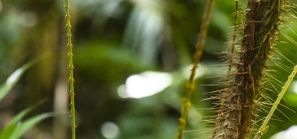 Wait-a-while - Smilax australis This vine has barbs that can attach to you and get you to stay a while in some pain. The Yulangi used the thin stems for fishing, Australia,Fall,Geotagged,Lawyer vine,Smilax australis