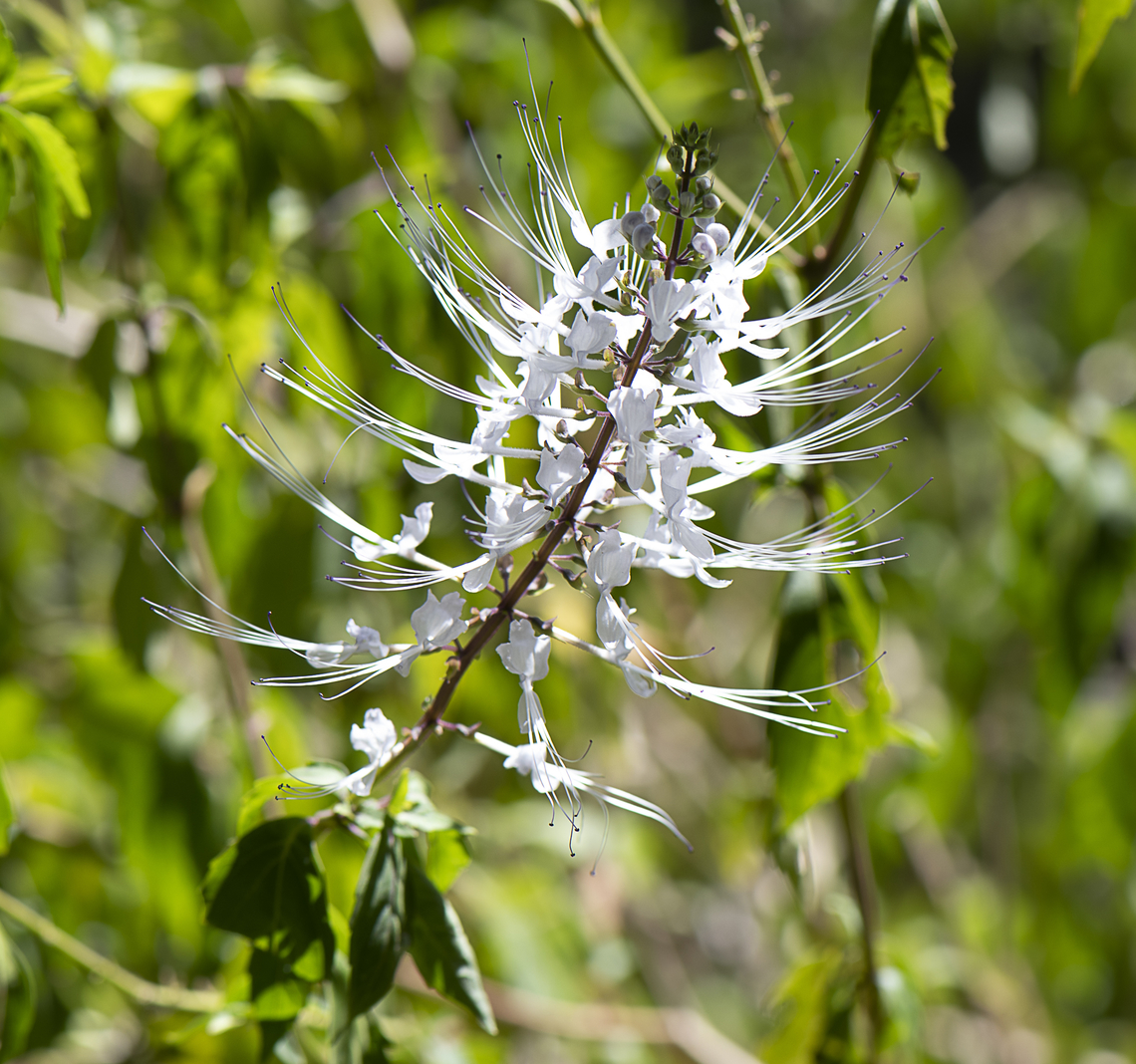 Cat's Whiskers - Orthosiphon aristatus  Australia,Fall,Geotagged,Orthosiphon aristatus