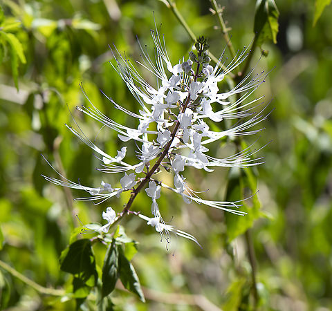 Cat's Whiskers - Orthosiphon aristatus  Australia,Fall,Geotagged,Orthosiphon aristatus