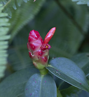Red Button Ginger - Costus Woodsonii  Australia,Costus Woodsonii,Costus laevis,Fall,Geotagged