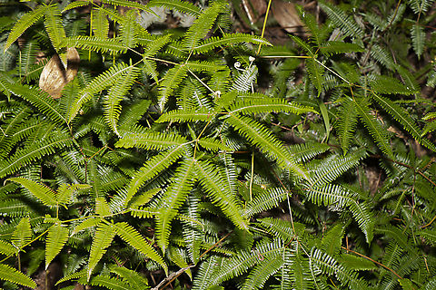 Dicranopteris Linearis - False staghorn fern  Australia,Dicranopteris Linearis,Dicranopteris linearis,Fall,Geotagged