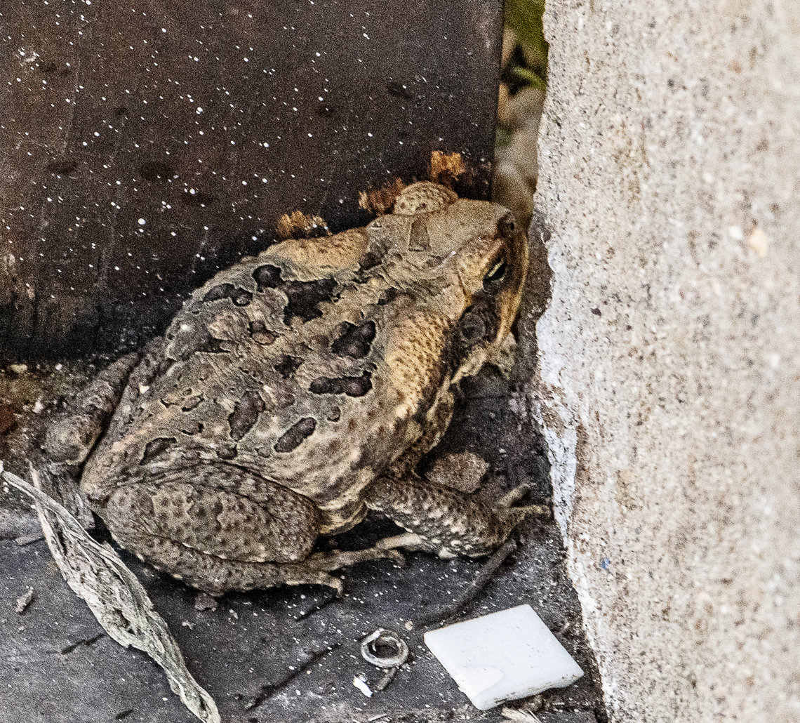 Bufo Marinus A destructive pest introduced in 1935 to control the cane beetle. Now it is out of control and has had a toxic effect on may native species. Australia,Cane toad,Fall,Geotagged,Rhinella marina