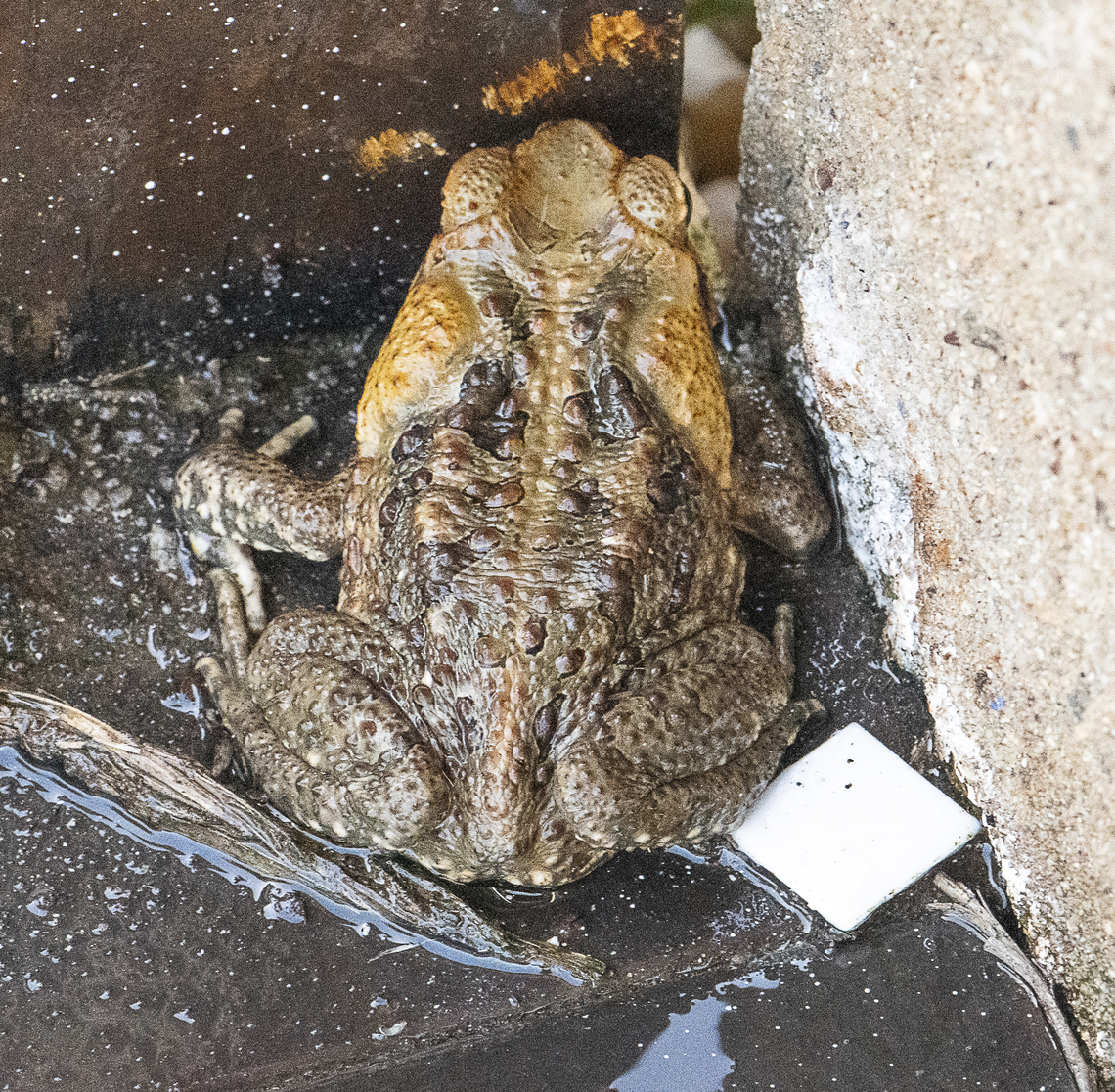 Bufo Marinus - Cane Toad  Australia,Cane toad,Fall,Geotagged,Rhinella marina