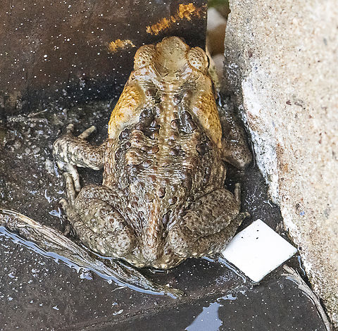 Bufo Marinus - Cane Toad  Australia,Cane toad,Fall,Geotagged,Rhinella marina