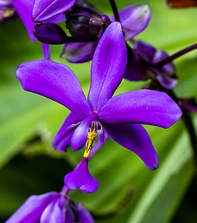 Ground Orchid - Spathoglottis unguiculata  Australia,Fall,Geotagged,Pacific Ground Orchid,Philippine Ground Orchid,Spathoglottis pacifica