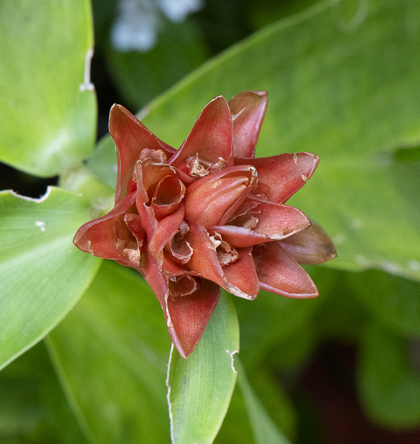 Torch Ginger  Australia,Etlingera elatior,Fall,Geotagged,Torch Ginger