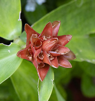 Torch Ginger  Australia,Etlingera elatior,Fall,Geotagged,Torch Ginger