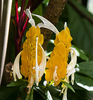 Golden Shrimp Plant  Australia,Fall,Geotagged,Golden Shrimp Plant,Pachystachys lutea