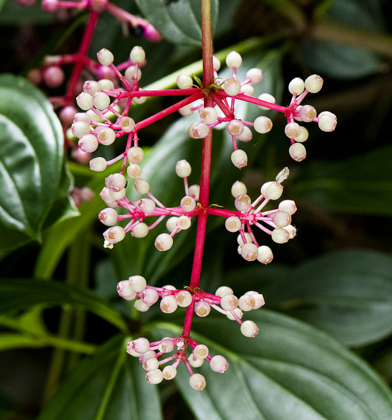 Medinilla cummingii  Australia,Fall,Geotagged,Medinilla crassifolia,Medinilla cummingii,Medinilla magnifica,Medinilla speciosa,Medinilla teysmannii,Philippine Orchid,Rose Grape