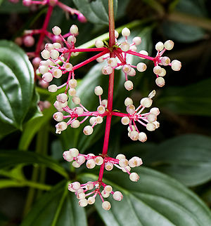Medinilla cummingii  Australia,Fall,Geotagged,Medinilla crassifolia,Medinilla cummingii,Medinilla magnifica,Medinilla speciosa,Medinilla teysmannii,Philippine Orchid,Rose Grape