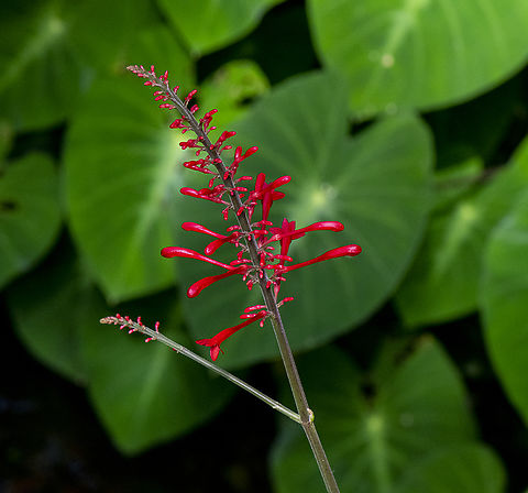 Firespike  Australia,Fall,Geotagged,Odontonema tubaeforme