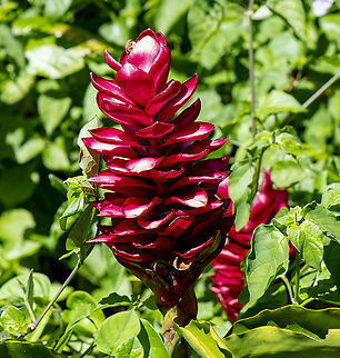 Red ginger  Alpinia purpurata,Australia,Fall,Geotagged,Red Ginger