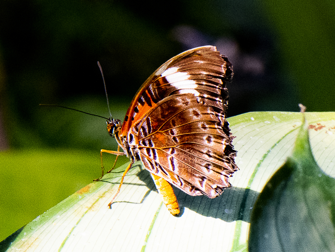 Orange Lacewing Butterfly - Cethosia penthesilea  Australia,Cethosia penthesilea,Fall,Geotagged,Orange Lacewing