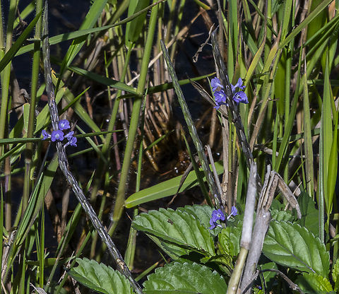 Blue Porterweed  Australia,Blue porterweed,Fall,Geotagged,Stachytarpheta jamaicensis
