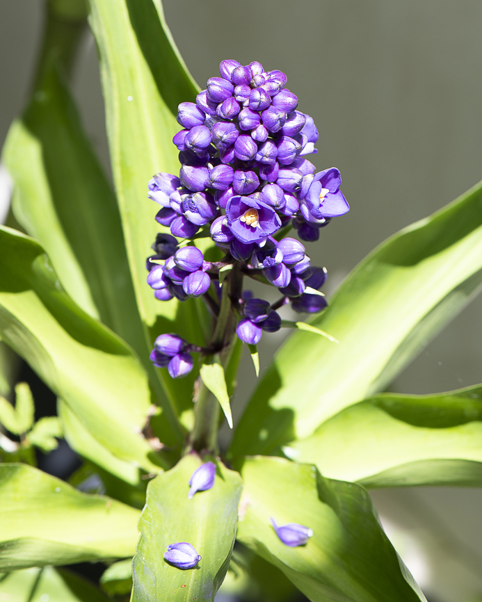 Blue Ginger  Australia,Blue Ginger,Dichorisandra thyrsiflora,Fall,Geotagged