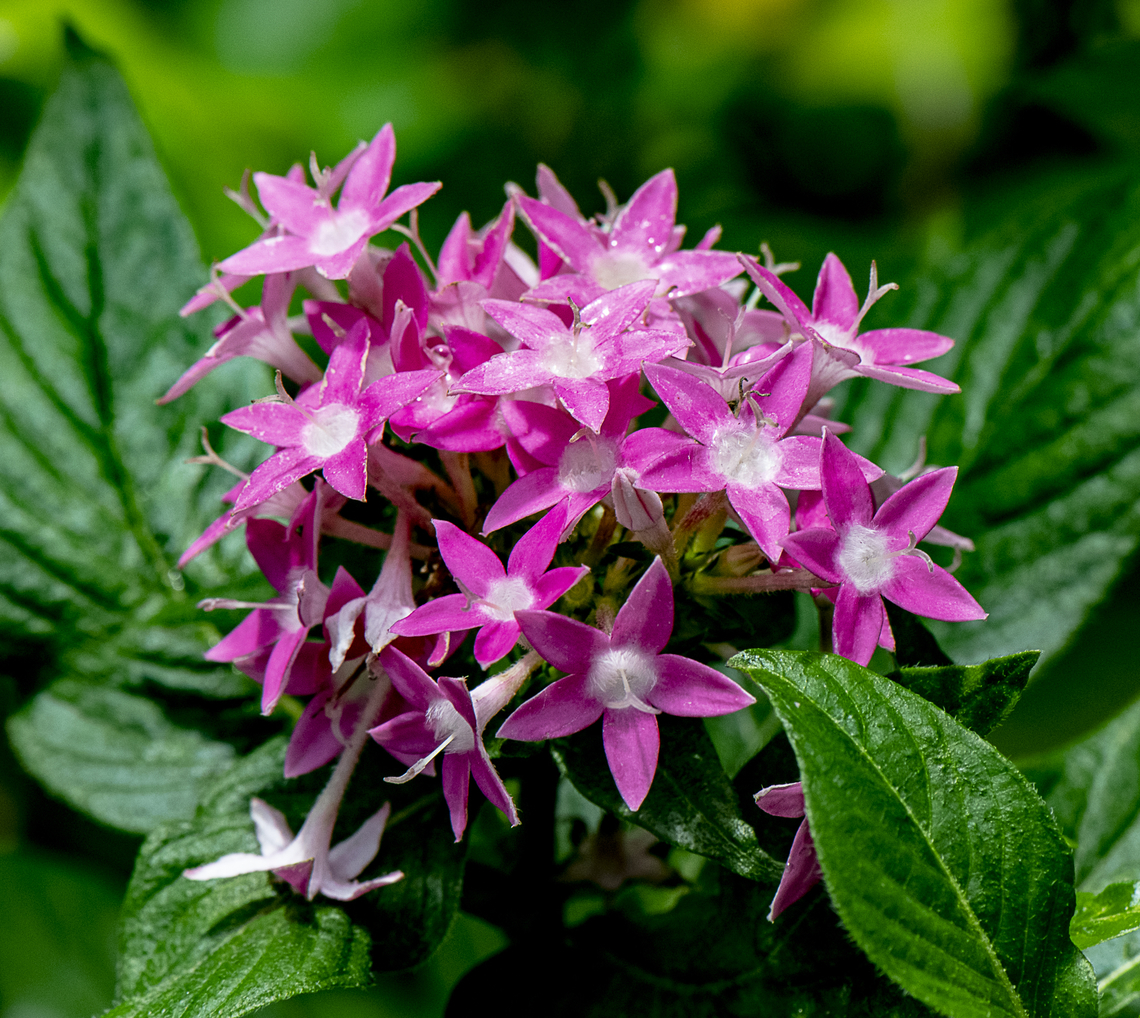 Egyptian Star Cluster  Australia,Fall,Geotagged,Pentas lanceolata