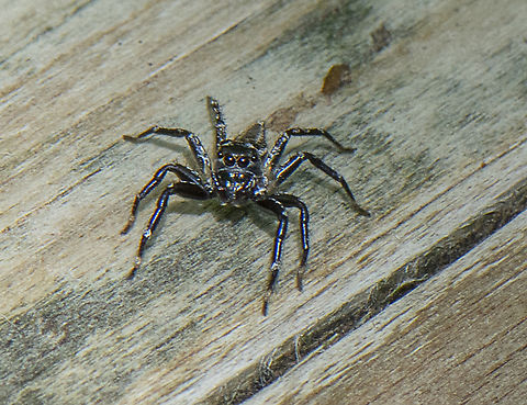 Sparkling Black Jumping Spider Adoxotoma nitida (Gardzinska & Zabka, 2010 ) ?  Australia,Fall,Geotagged