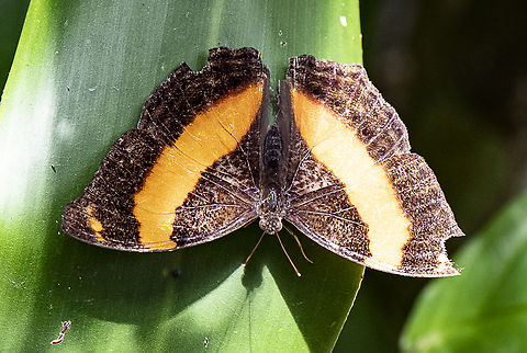 Australian Lurcher Butterfly - Yoma Sabina  Australia,Australian Lurcher,Fall,Geotagged,Yoma sabina