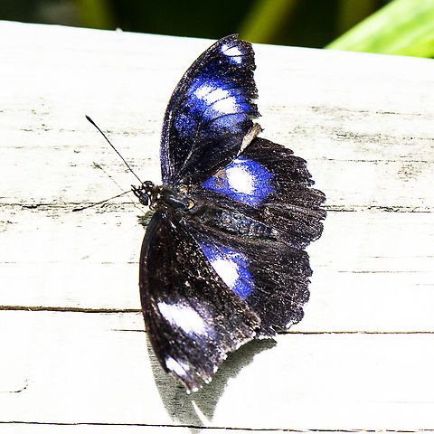 Blue moon butterfly - Hypolimnas bolina  Australia,Fall,Geotagged,Great eggfly,Hypolimnas bolina