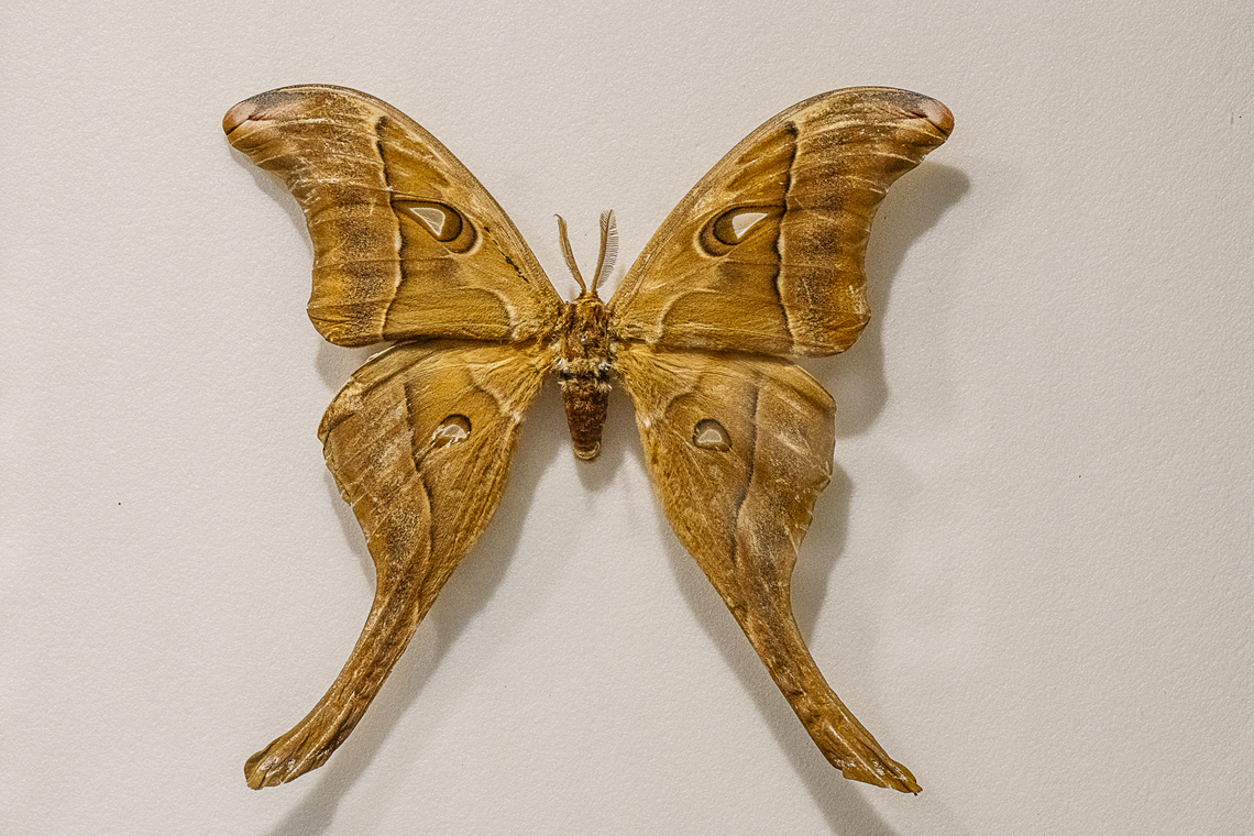 Hercules Moth Specimen behind glass Australia,Coscinocera hercules,Fall,Geotagged,Hercules Moth