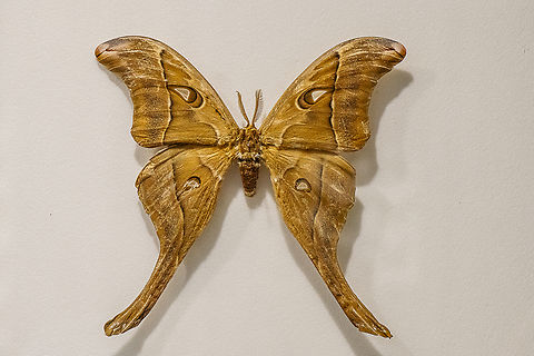 Hercules Moth Specimen behind glass Australia,Coscinocera hercules,Fall,Geotagged,Hercules Moth