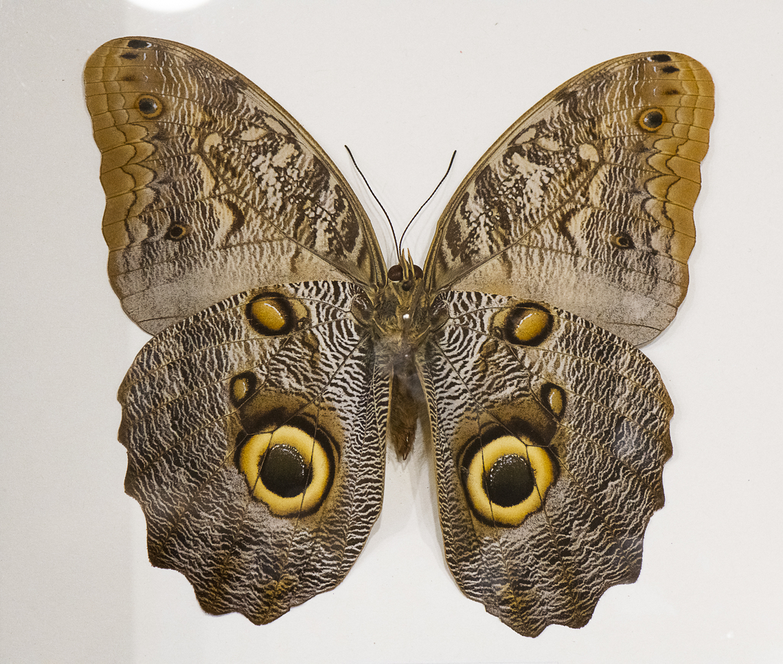 Pale Owl Butterfly Specimen behind glass<br />
Found in the Americas Australia,Caligo telamonius,Fall,Geotagged,Pale Owl-Butterfly