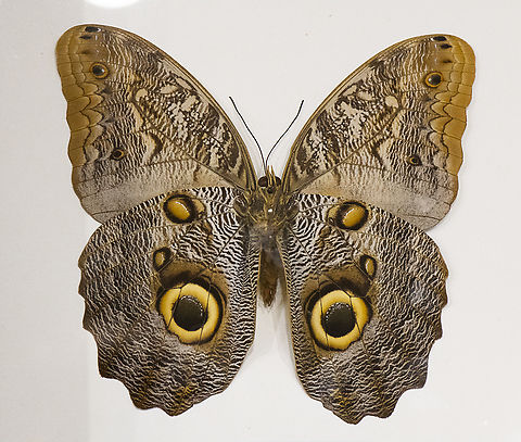 Pale Owl Butterfly Specimen behind glass
Found in the Americas Australia,Caligo telamonius,Fall,Geotagged,Pale Owl-Butterfly