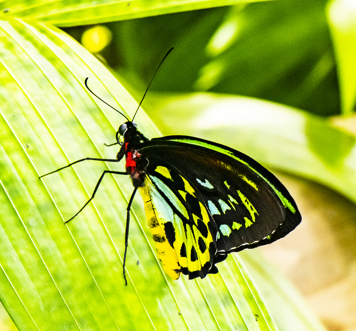Cairns Birdwing  Australia,Cairns Birdwing,Fall,Geotagged,Ornithoptera euphorion