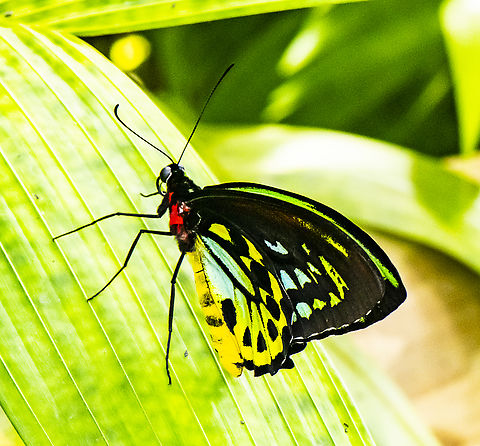 Cairns Birdwing  Australia,Cairns Birdwing,Fall,Geotagged,Ornithoptera euphorion