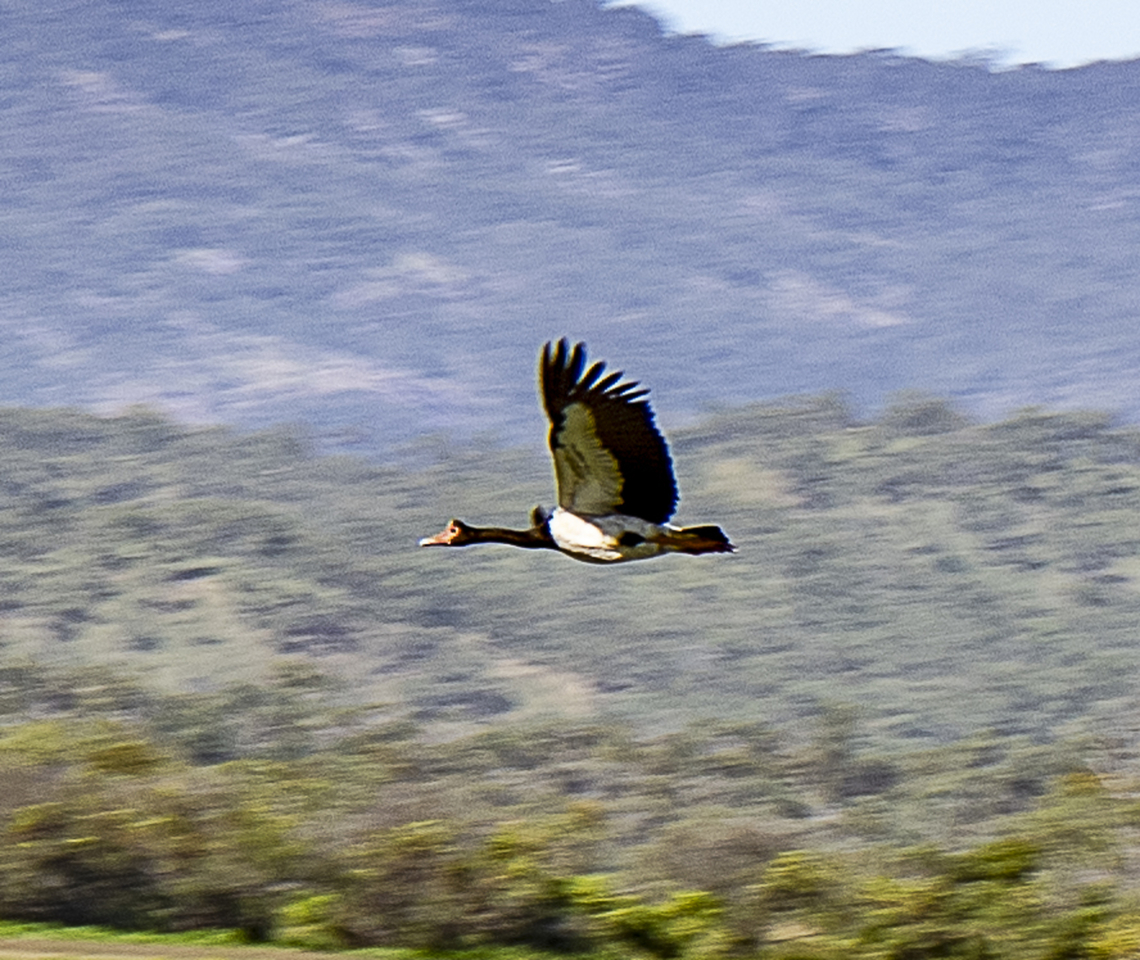 Magpie Goose Not great quality but happy to get it in flight Anseranas semipalmata,Australia,Fall,Geotagged,magpie goose