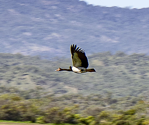 Magpie Goose Not great quality but happy to get it in flight Anseranas semipalmata,Australia,Fall,Geotagged,magpie goose