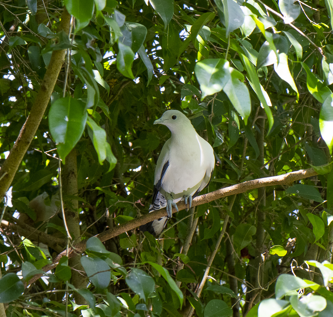 Torresian Imperial Pigeon  Australia,Ducula spilorrhoa,Fall,Geotagged,Torresian imperial pigeon