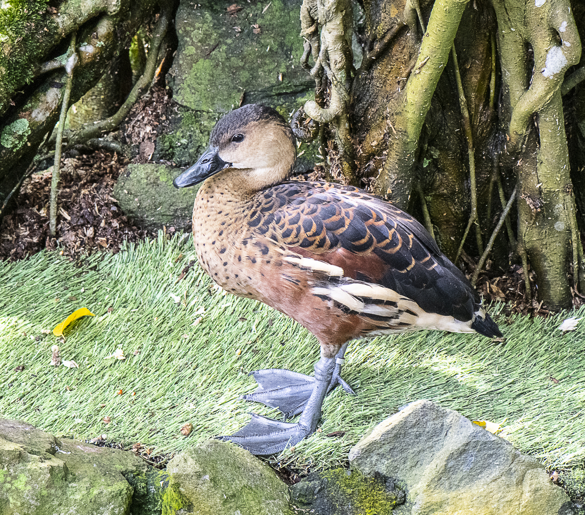 Wandering Whisttling Duck  Australia,Dendrocygna arcuata,Fall,Geotagged,Wandering whistling duck