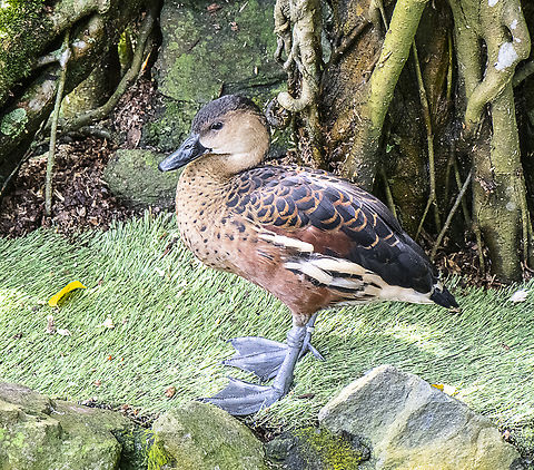 Wandering Whisttling Duck  Australia,Dendrocygna arcuata,Fall,Geotagged,Wandering whistling duck