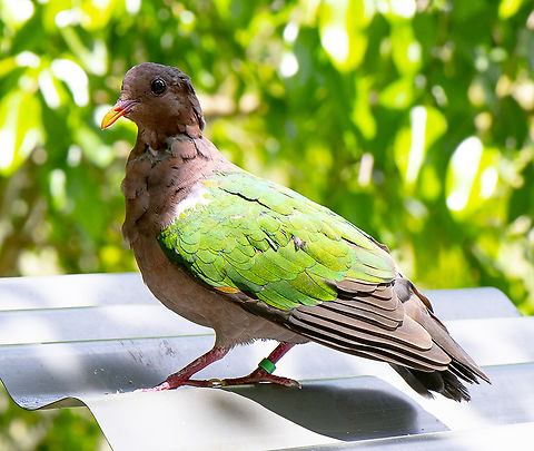 Asian Emerald Dove  Australia,Chalcophaps indica,Common emerald dove,Fall,Geotagged