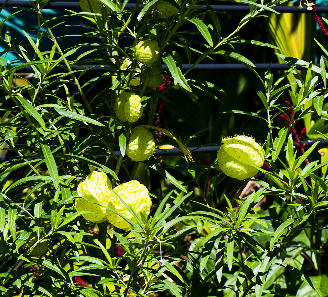 Balloon Plant  Australia,Fall,Geotagged,Gomphocarpus physocarpus