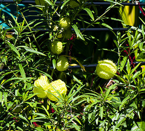 Balloon Plant  Australia,Fall,Geotagged,Gomphocarpus physocarpus